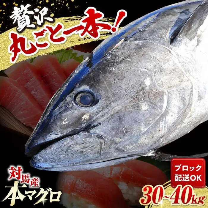 対馬産 本マグロ 1尾 計30~40kg [WAH005] マグロ まぐろ 本マグロ 1本 トロ 中トロ 大トロ 大とろ カマ 