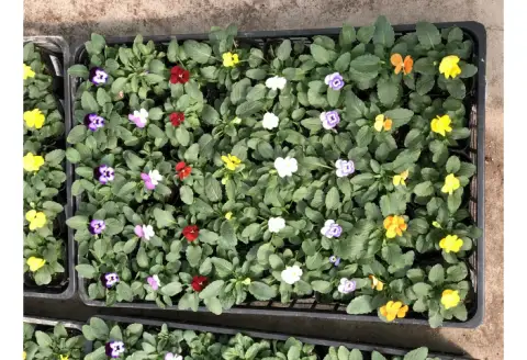 季節の花苗詰め合わせ（ビオラ）【0668-2】