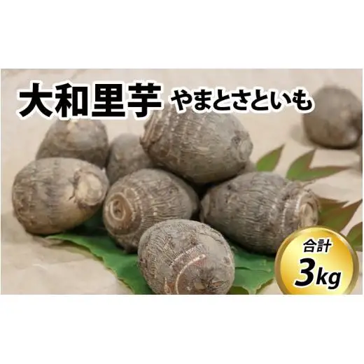 【先行予約】さといも 大和里芋（やまと）3kg【2026年11月中旬より順次発送予定】| 野菜 芋 イモ 根菜 いも 煮物 旬 味覚 秋
