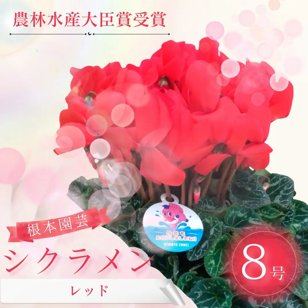 【先行予約】シクラメン レッド 8号鉢 花ギフト 根本園芸 | シクラメン 農林水産大臣賞