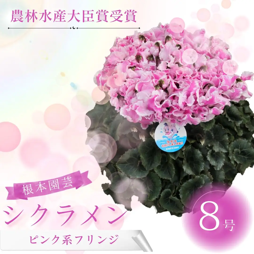 【先行予約】シクラメン ピンクフリンジ 8号鉢 根本園芸 | シクラメン 農林水産大臣賞