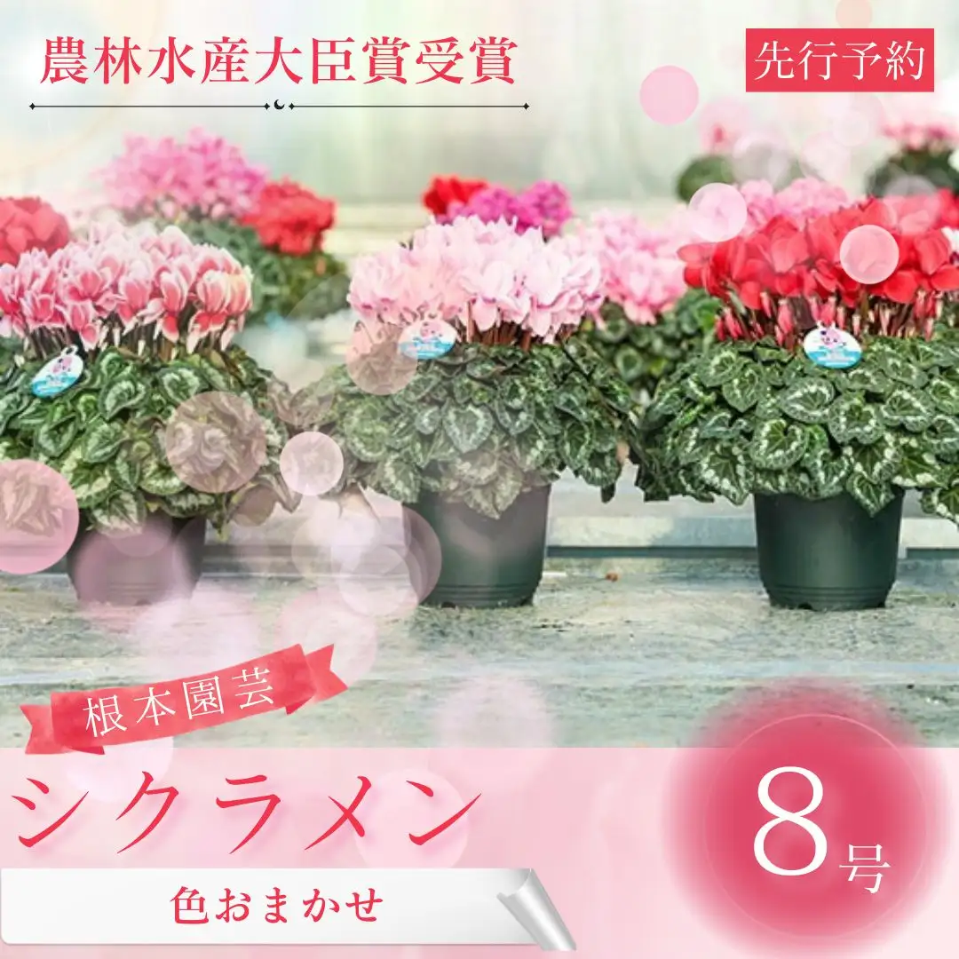 【先行予約】シクラメン 色 おまかせ 8号鉢 根本園芸 花ギフト | シクラメン 農林水産大臣賞