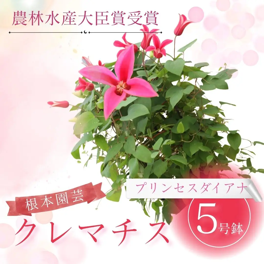 先行予約 クレマチス プリンセスダイアナ(赤系) 5号鉢 根本園芸 | クレマチス