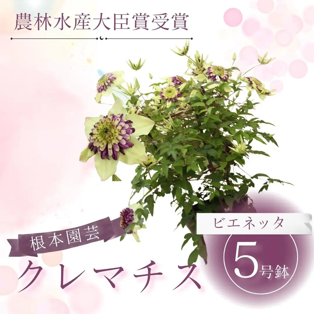 花ギフト 先行予約 クレマチス ビエネッタ(白系) 5号鉢 根本園芸 | クレマチス