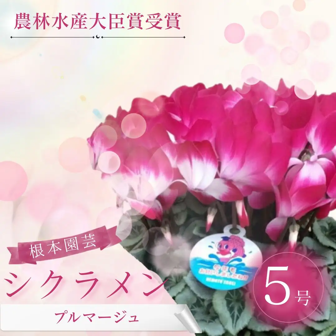【先行予約】シクラメン プルマージュ 5号鉢 花ギフト 根本園芸 | シクラメン 農林水産大臣賞