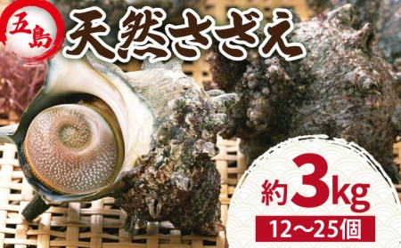 【2025年1月先行予約】五島の天然さざえ 約3kg 五島市 / 五島FF [PBJ007]   サザエ 栄螺 貝 海鮮 BBQ 壺焼き 刺身 冷蔵