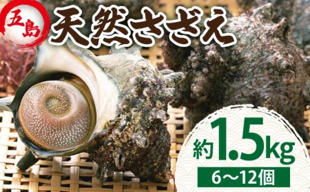 【2025年1月先行予約】五島の天然さざえ 約1.5kg 五島市 / 五島FF [PBJ008]  サザエ 栄螺 貝 海鮮 BBQ 壺焼き 刺身 冷蔵