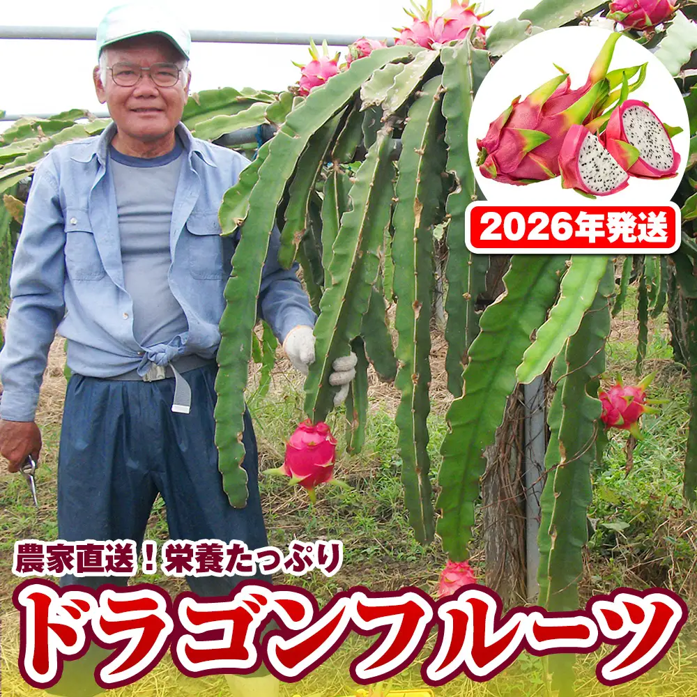 【2026年発送】農家直送 栄養たっぷりドラゴンフルーツ 2kg