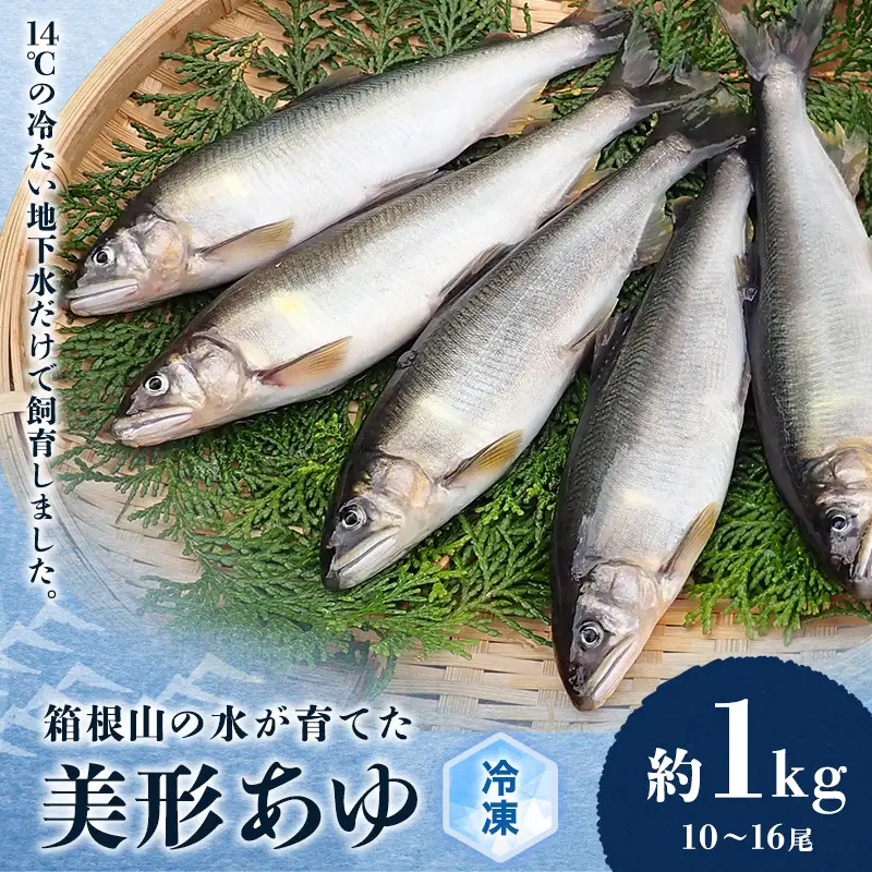 鮎 箱根の水が育てた 美形 あゆ 約1kg 10～16尾 魚 魚介 魚介類 鮮魚 川魚 生魚 塩焼き 冷凍 冷凍配送 静岡 静岡県 裾野 裾野市