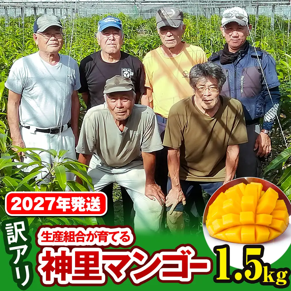 【訳あり】2027年発送 生産組合から直送 神里マンゴー1.5kg