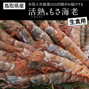鳥取県産 生食用もさ海老 山田屋