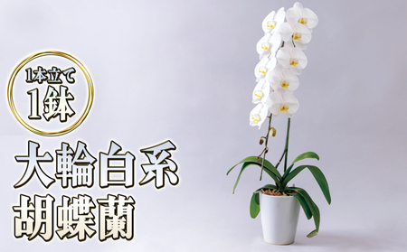 胡蝶蘭大輪白花系ギフトお祝い胡蝶蘭【1本立て】