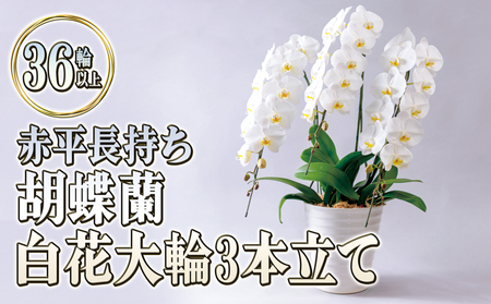 胡蝶蘭白花大輪赤平長持ちギフト胡蝶蘭【3本立て36輪以上】