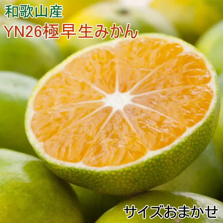 【産直】YN26極早生みかん約5kg（2S～Mサイズおまかせ）※2026年9月中旬～2026年10月中旬頃順次発送【tec800A】