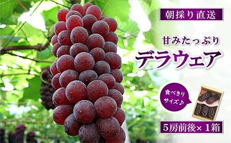 【令和9年産先行予約】 朝どりデラウェア 1箱 （5房前後入り） 《令和9年7月中旬～発送》 『漆山果樹園』 葡萄 ぶどう ブドウ 種なし 新鮮 果物 フルーツ デザート 山形県 南陽市 ［660］