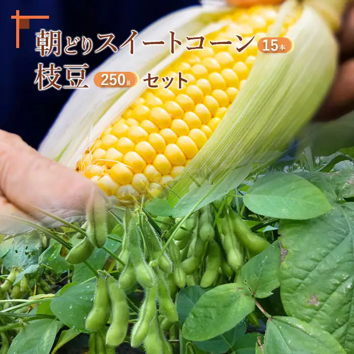 【北海道恵庭市産】枝豆250g×3パック＆朝どりスイートコーン×15本 北海道産 枝豆 とうもろこし【31000203】