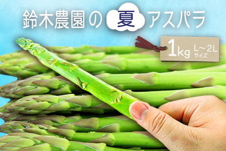 【2025年7月～9月発送分先行受付】鈴木・ファームの夏アスパラ（L～2Lサイズ・約1kg）_H117(R7)