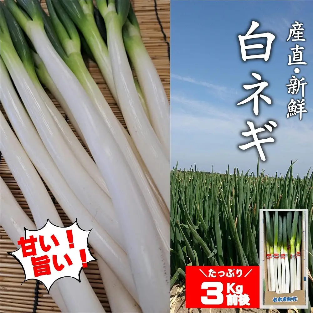 長ねぎ 白ねぎ 3kg前後 新鮮＆産地直送