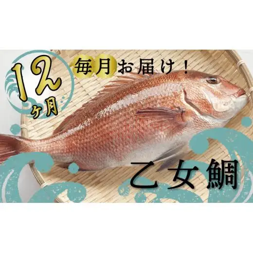 【 鯛 】 乙女鯛定期便 12ヶ月