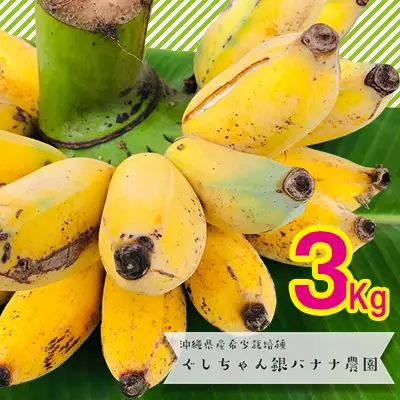 希少栽培種のばなな！ぐしちゃん銀バナナ約3Kg - バナナ 銀バナナ ナムワヌアン 果物 フルーツ 希少 国産 おすすめ 沖縄県 八重瀬町