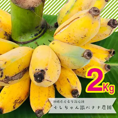 希少栽培種のばなな！ぐしちゃん銀バナナ約2Kg - バナナ 銀バナナ ナムワヌアン 果物 フルーツ 希少 国産 おすすめ 沖縄県 八重瀬町