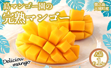【2026年発送】【先行受付】徳之島 天城町【贈答用】島マンゴー園 完熟マンゴー Ａ品 1kg マンゴー フルーツ BA-1-N