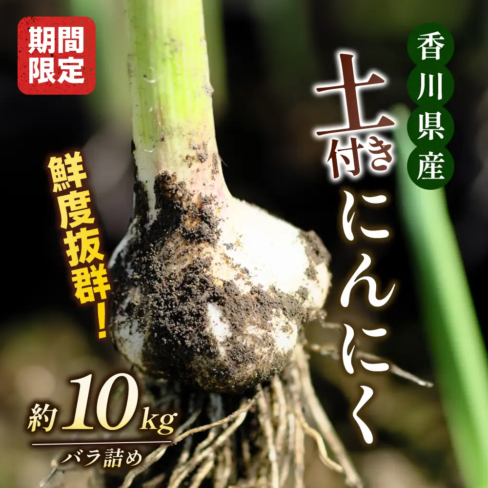 にんにく 生 土付き 香川県産 にんにく【約10kg バラ詰め】 【46312210】