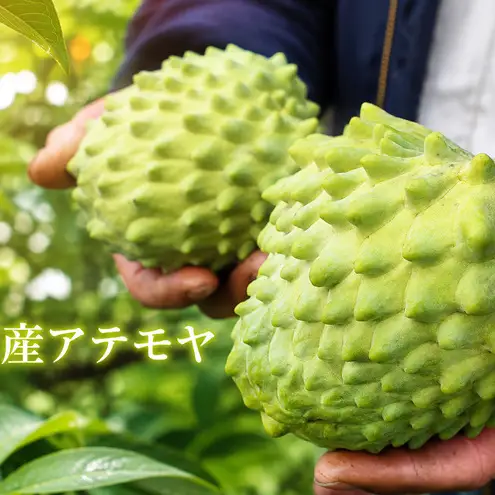 アテモヤ 世界三大果実 ぱぁ～しもん屋 果物詰合せ アテモヤ