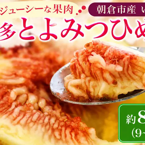 いちじく フルーツ とよみつひめ 約800g 2026年 発送いちじく