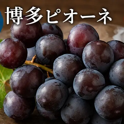 ぶどう 種無しぶどう 博多 ピオーネ 1.8kg 2027年 発送 ブドウ 葡萄 フルーツ 果物 くだもの デザート 筑前あさくら農協 配送不可 離島