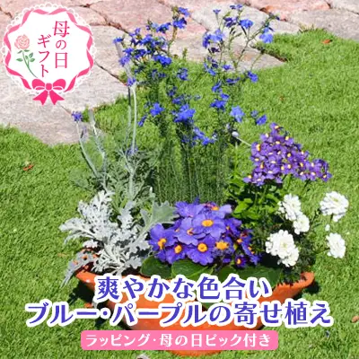 【母の日 ギフト】 ブルー・パープルの 寄せ植え ブルー・パープルの寄せ植え（舟形Mサイズ）1個