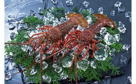  【予約 11月～順次発送】活イセエビ 1kg （2尾～3尾）黒潮が寄せる海で育った一味違う伊勢海老 【mhs105-2】