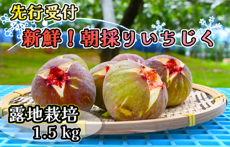 CP-008【先行受付！限定70箱】新鮮朝採りいちじく1.5kg[高糖度・露地栽培]
