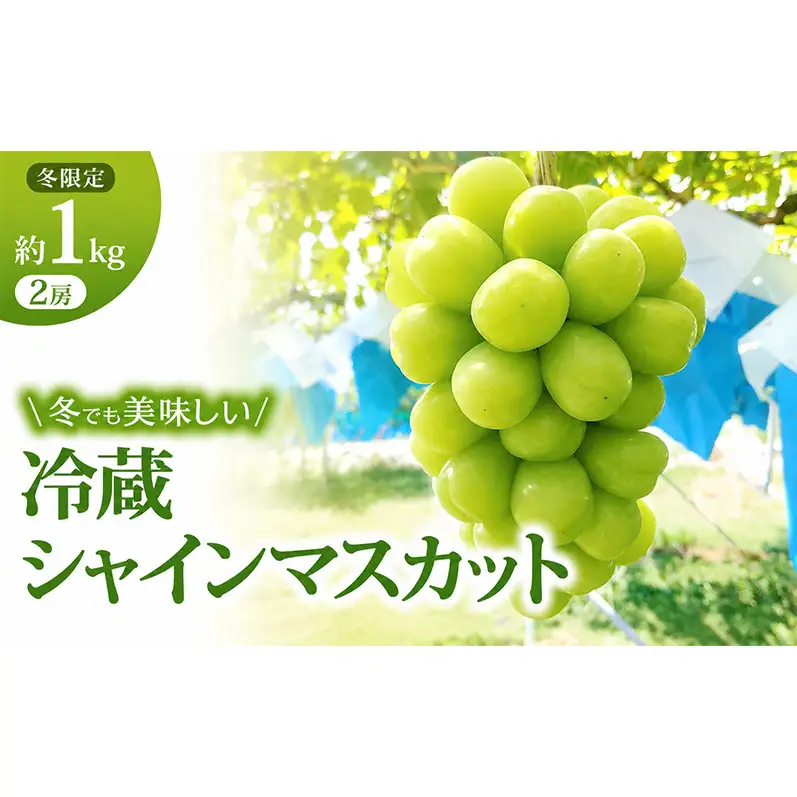 【11・12月発送】富山葡萄園の冷蔵シャインマスカット約1kg(2房） 果物類 ぶどう フルーツ ブドウ 果物 