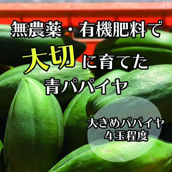 【先行予約】無農薬・有機肥料で大切に育てた 青パパイヤ【大きめパパイヤ4玉程度】（栽培期間中農薬不使用）2026年9月発送
