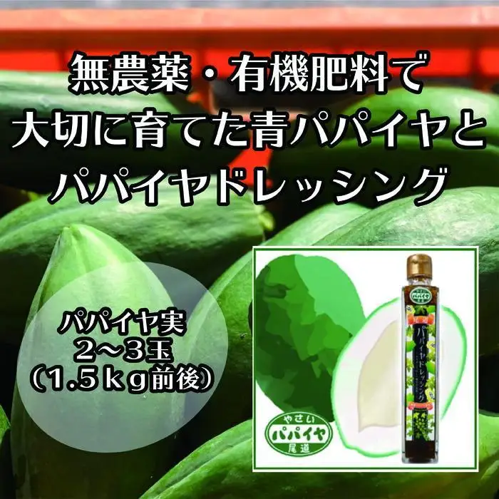 【先行予約】無農薬・有機肥料で大切に育てた パパイヤ 2-3玉1.5キロ前後（栽培期間中農薬不使用）と パパイヤドレッシングのセット 2026年9月発送