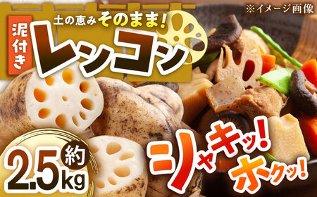 レンコン（泥付き）2.5kg【1月上旬から順次発送】レンコン [AGBN021]