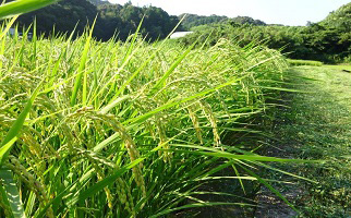 特別栽培すくも米 コシヒカリ 7kg 令和4年産 米