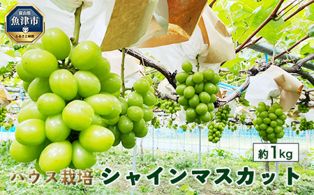 【早期予約】シャインマスカット約1kg（ハウス栽培）｜フルーツ 果物　※北海道・沖縄・離島への配送不可　※2026年9月～発送