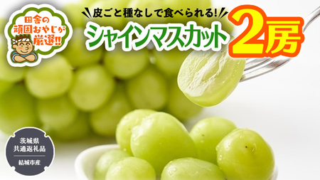 シャインマスカット2房【2026年8月から発送開始】（茨城県共通返礼品 [ぶどう]：結城市産） 