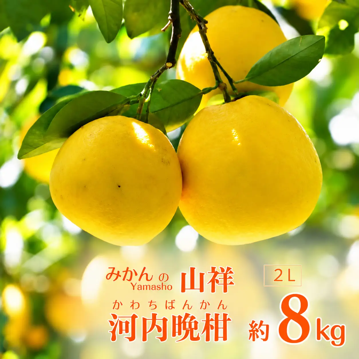 数量限定 先行予約 贈答用 河内晩柑 8kg （ 2L サイズ ） みかん 蜜柑 かわちばんかん 愛南ゴールド 果物 フルーツ 柑橘 ゼリー ジュース ギフト 贈答 プレゼント 贈り物 ビタミン 健康 美容 みかんの山祥 愛南町 愛媛県