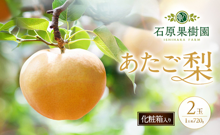 梨 2026年 先行予約 あたご梨 2玉 (1玉 約720g) 化粧箱【11月中旬～12月下旬頃発送】 