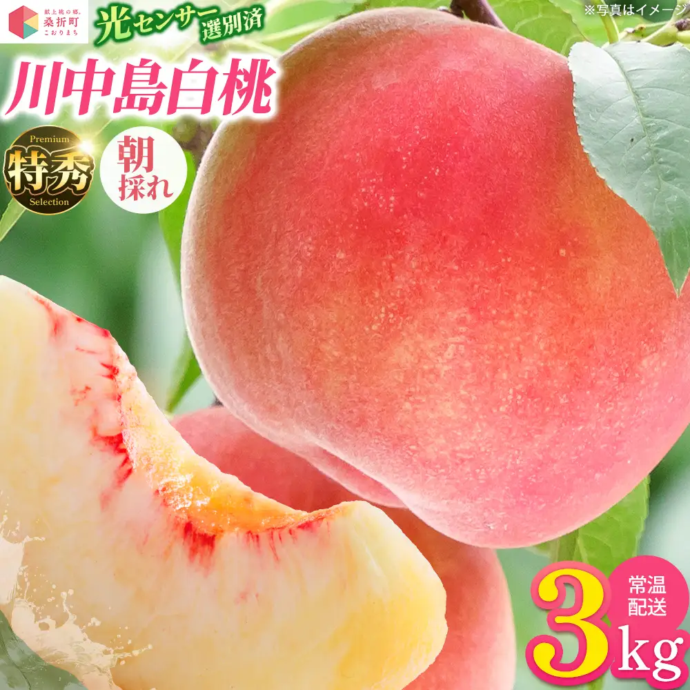 もも【川中島白桃・2026年産】特秀　3kg　桑折町産　JAふくしま未来　桃　献上桃の郷　【07301-0098】