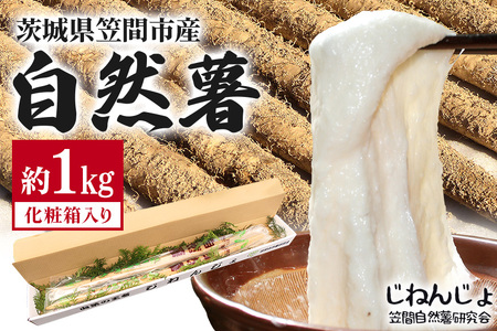 自然薯 カット 約1kg 笠間自然薯研究会 DG-001