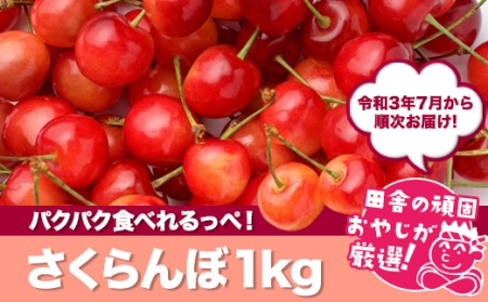 たっぷりさくらんぼ1kg【令和3年7月から順次お届け】 フルーツ