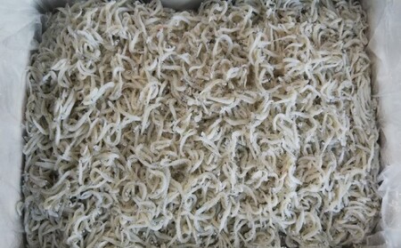 釜揚げしらす 冷凍 1kg 宮城県亘理町 しらす