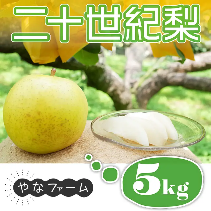 【やなファーム】東峰村産 二十世紀 梨 なし 福岡県 東峰村 5kg Q1