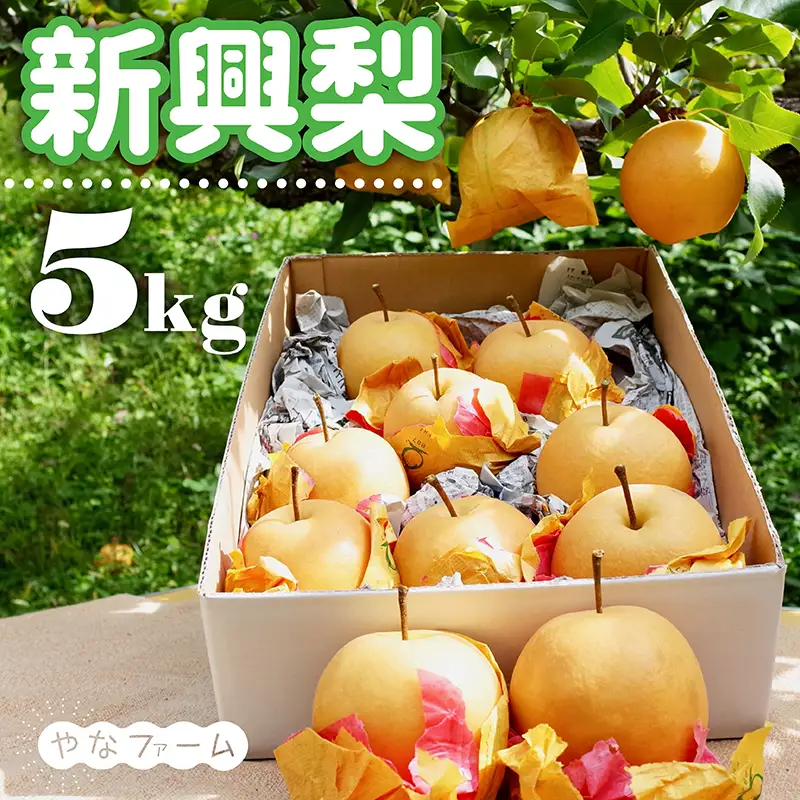 【やなファーム】東峰村産 新興 梨 なし 福岡県 東峰村5kg Q3