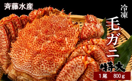 特大サイズ！冷凍毛がに約800g×1尾【斉藤水産】AM147