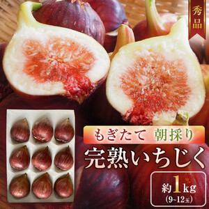 もぎたて朝どり完熟いちじく 秀品 約1kg 9～12玉 いちじく